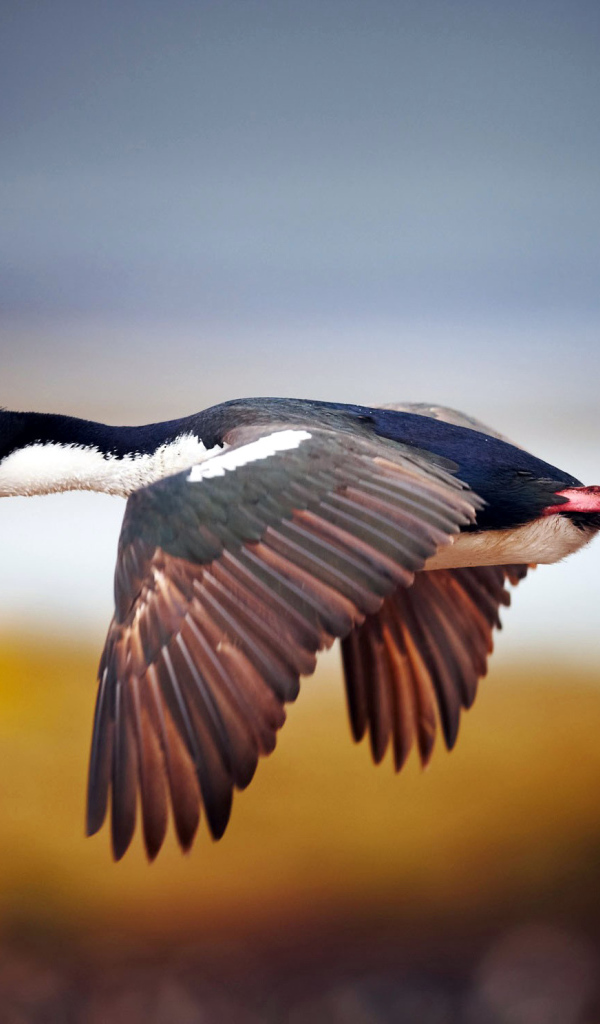 Дикая утка в полете