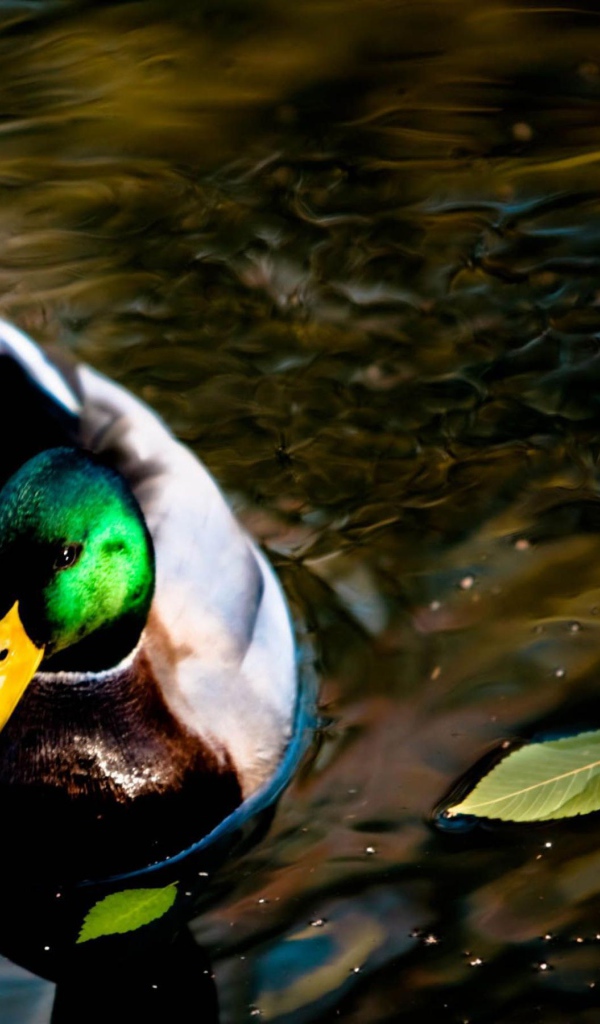 Дикая утка на озере