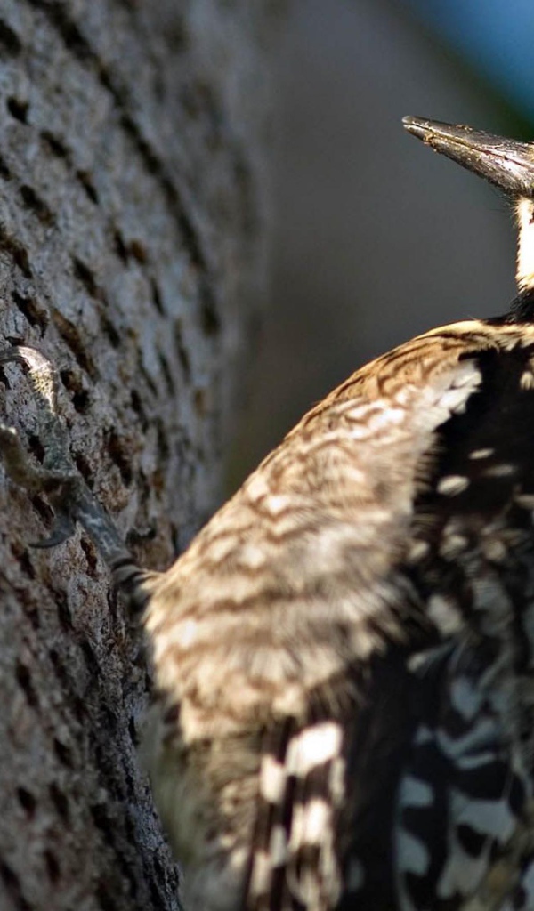 Дятел на дереве