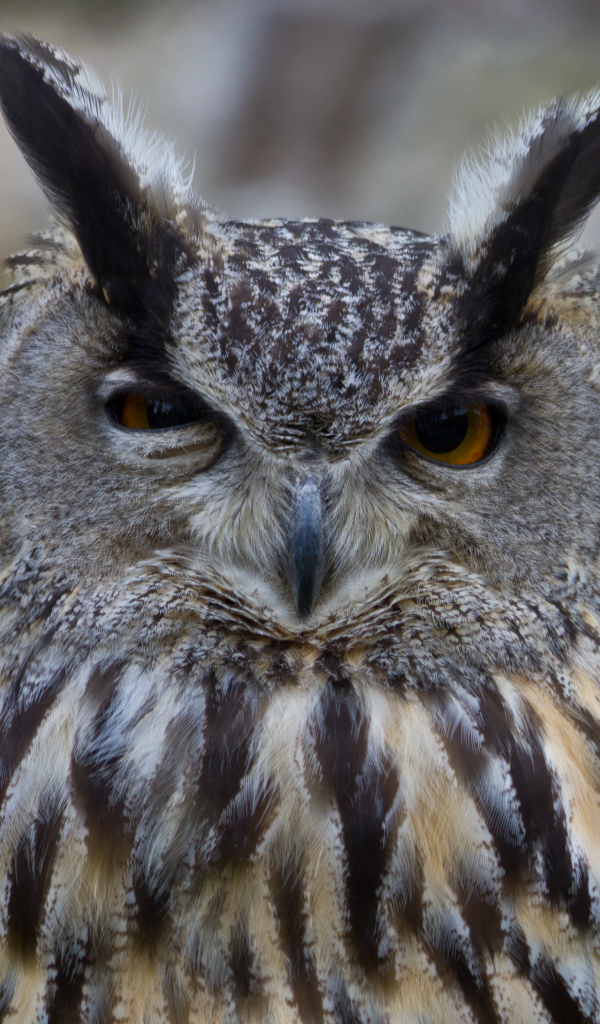 Взгляд филина