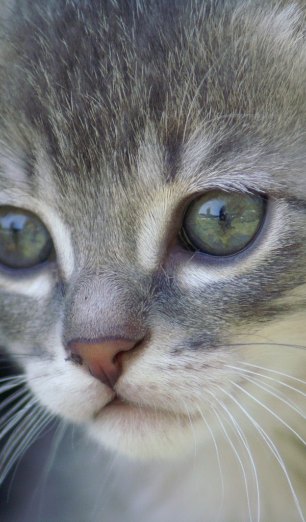 Грустный котик