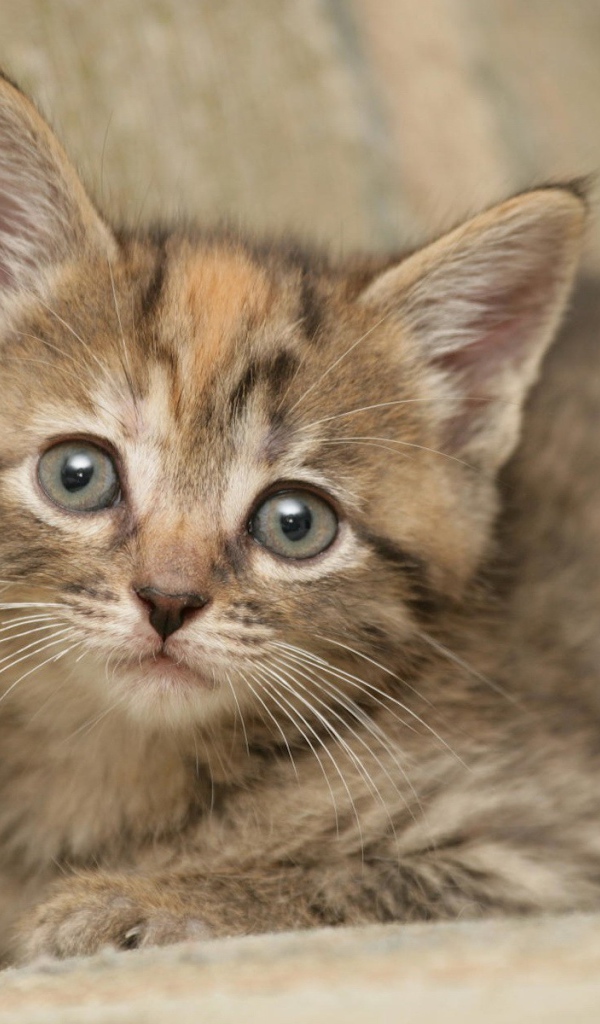 Котик на диване