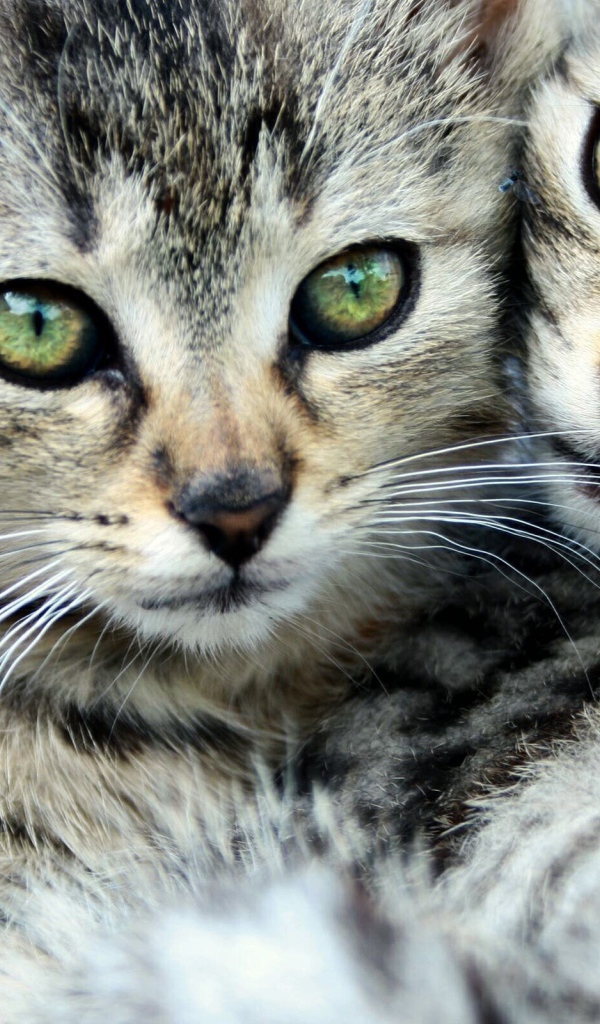 Кошачья семья