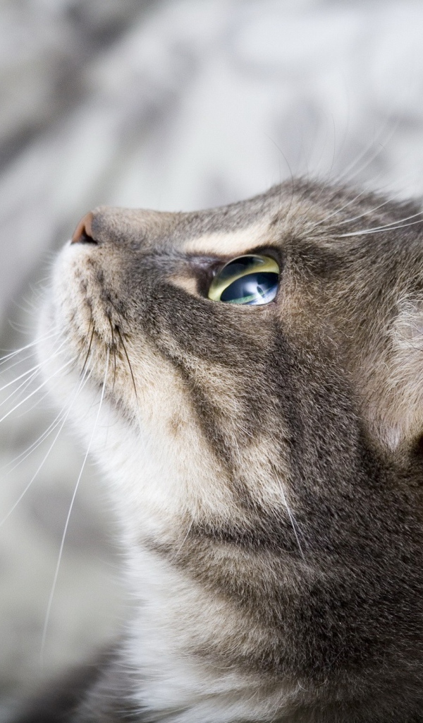 Кошка выжидает жертву