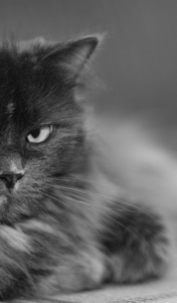 Пушистый кот