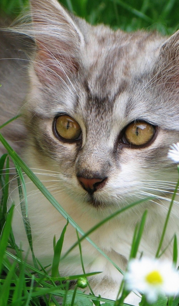 Котенок в ромашках