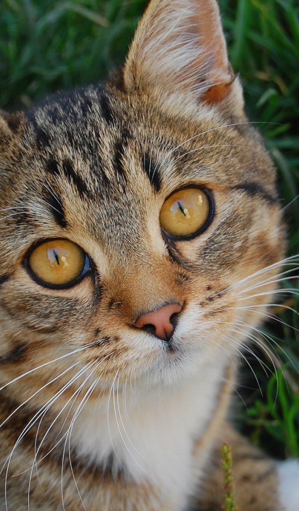 Котенок в траве