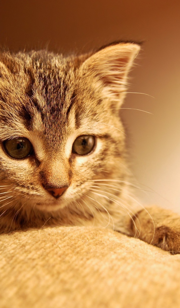 Маленький котенок