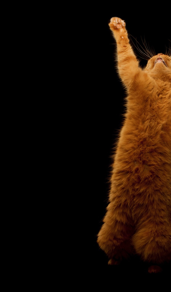 Рыжий кот стоя