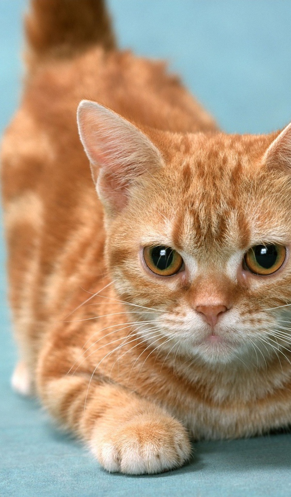 Рыжий котенок в игре 