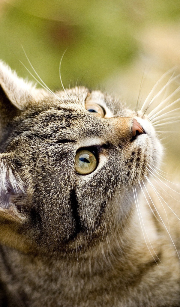 Кошка на охоте