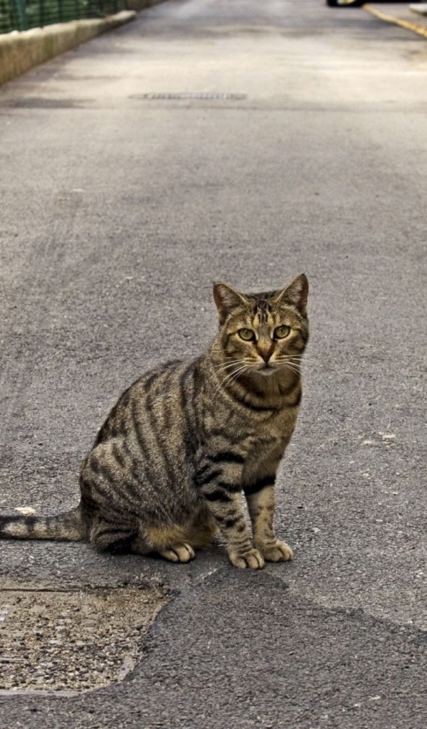 Полосатый кот на дороге