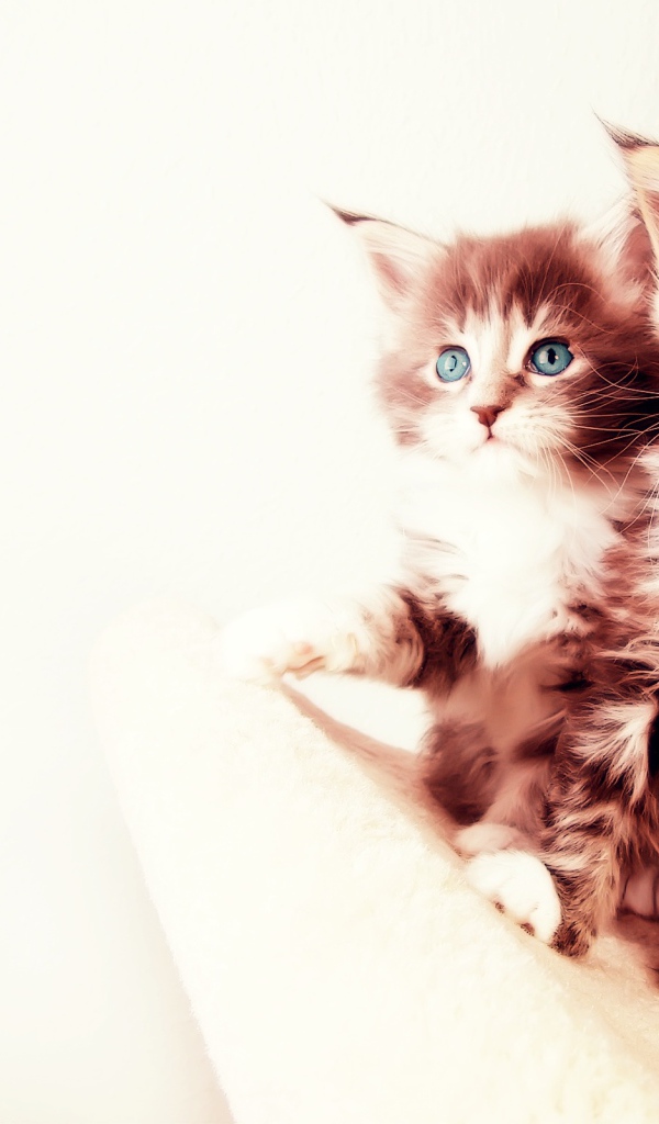 Два котенка