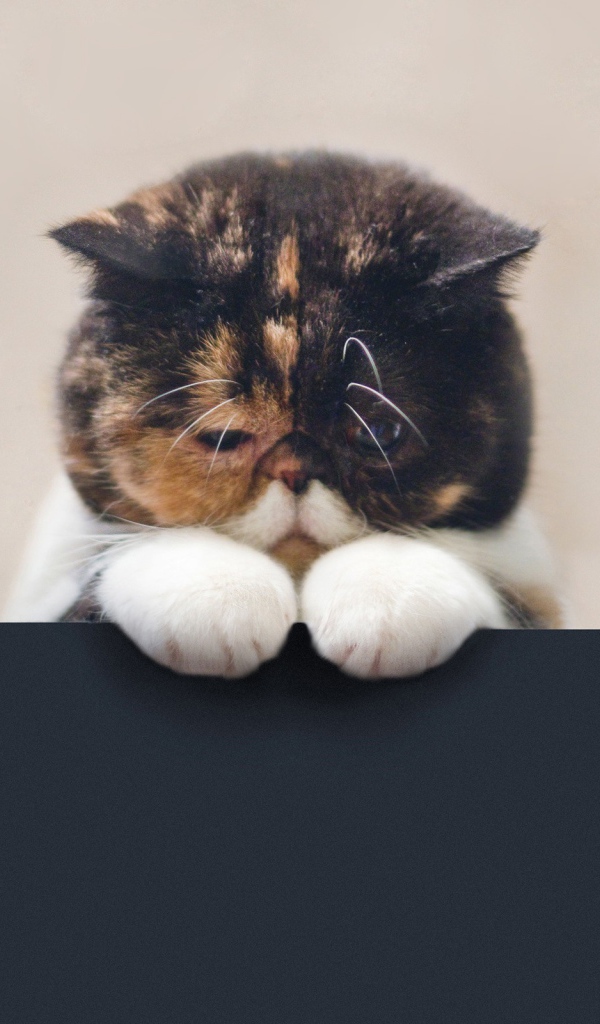 Грустный котенок