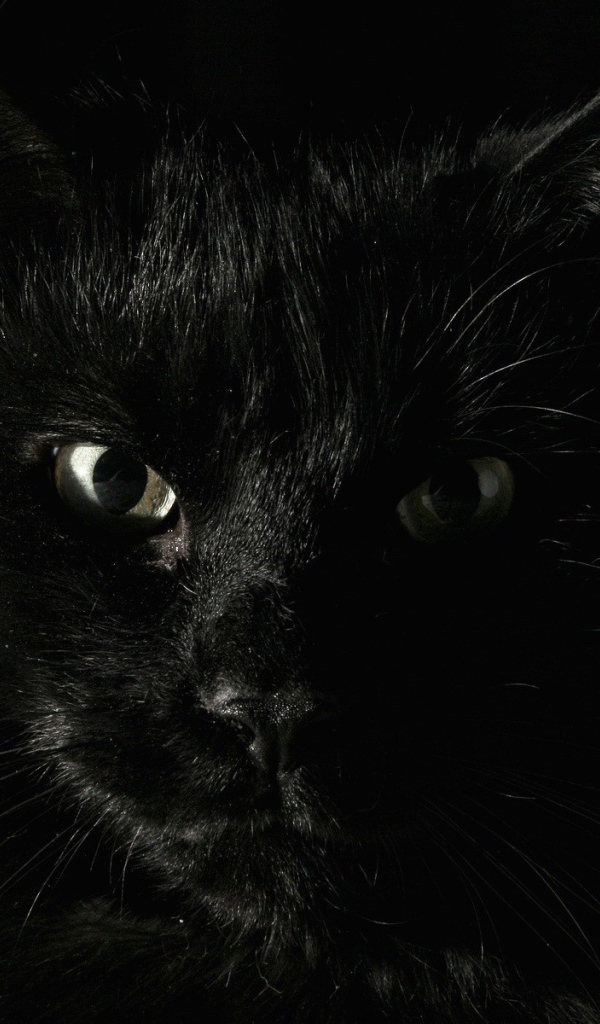 Черный кот на охоте
