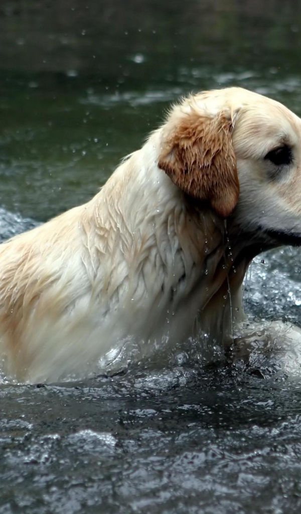 Австралийский лабрадор