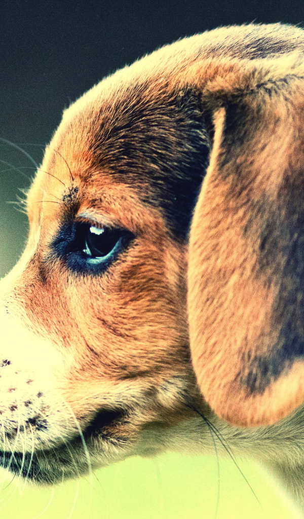 Собака Бигль