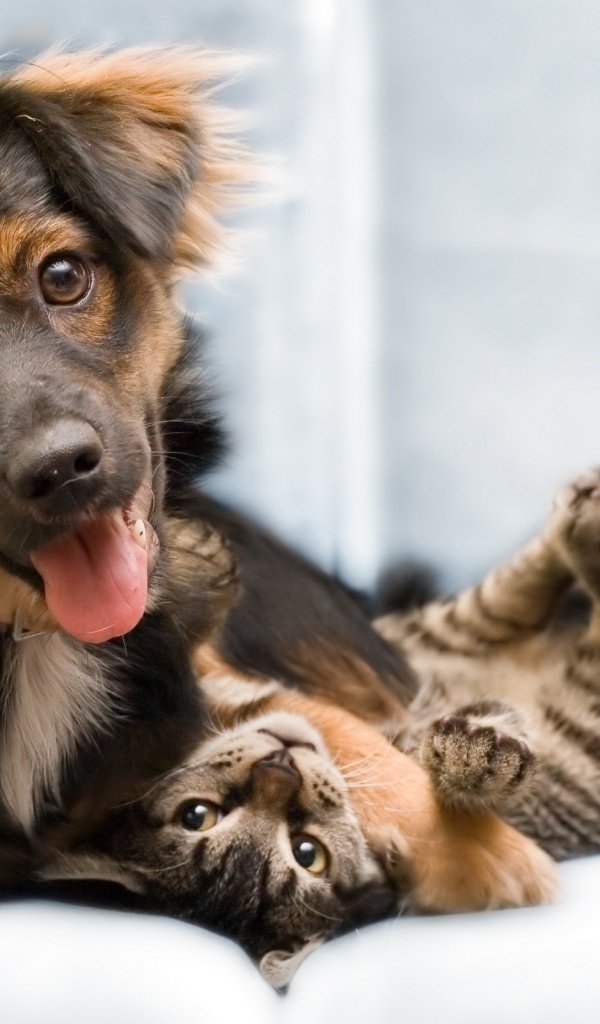 Собака и котенок