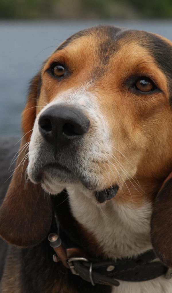 Собака у озера