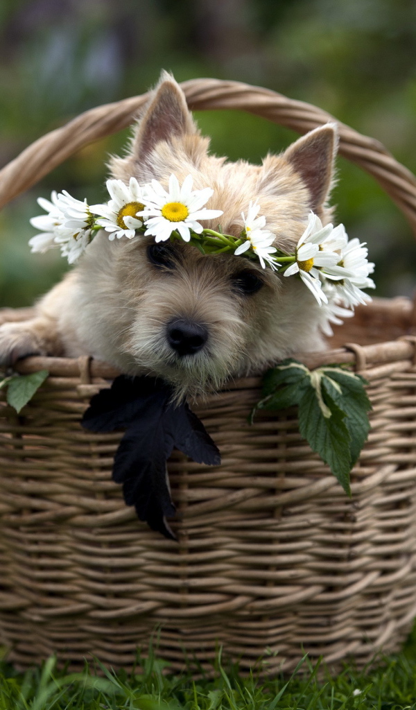 Собачка в корзине