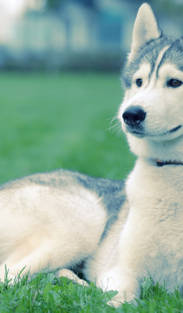Хаски на траве