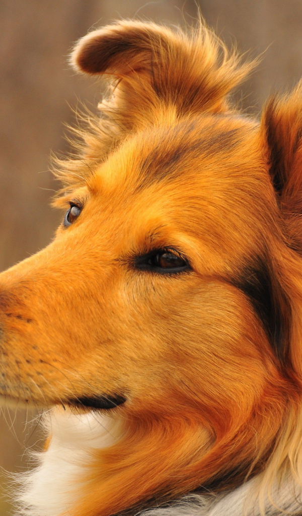 Красивая колли