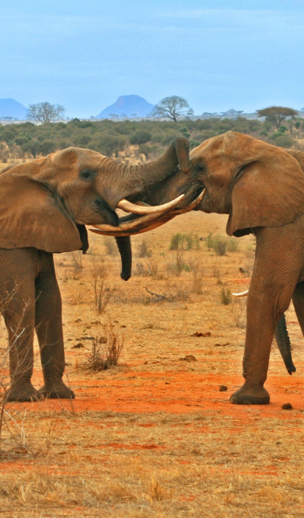 Борьба слонов