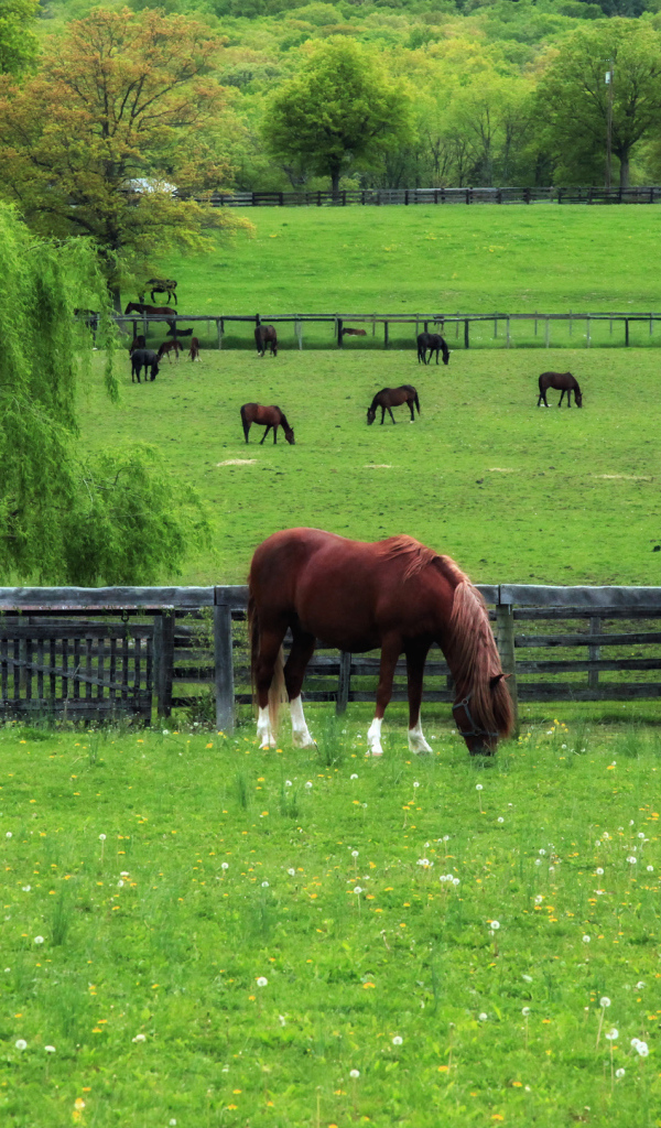 Лошади на лугу