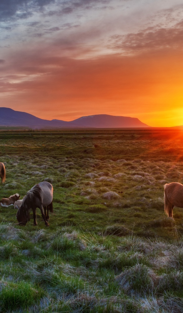 Дикие лошади на рассвете