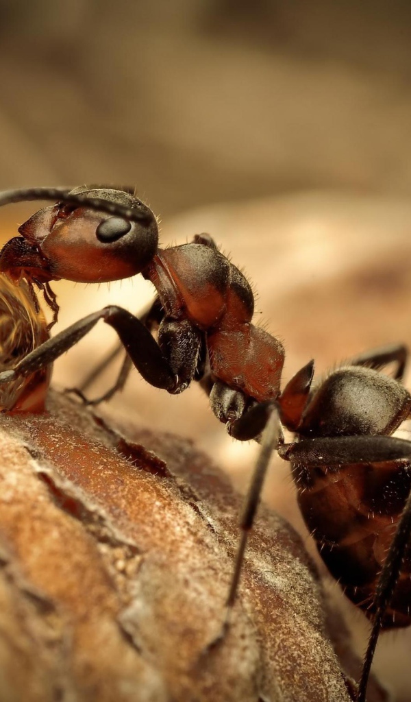 Муравей на охоте
