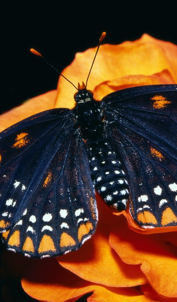 Черная бабочка