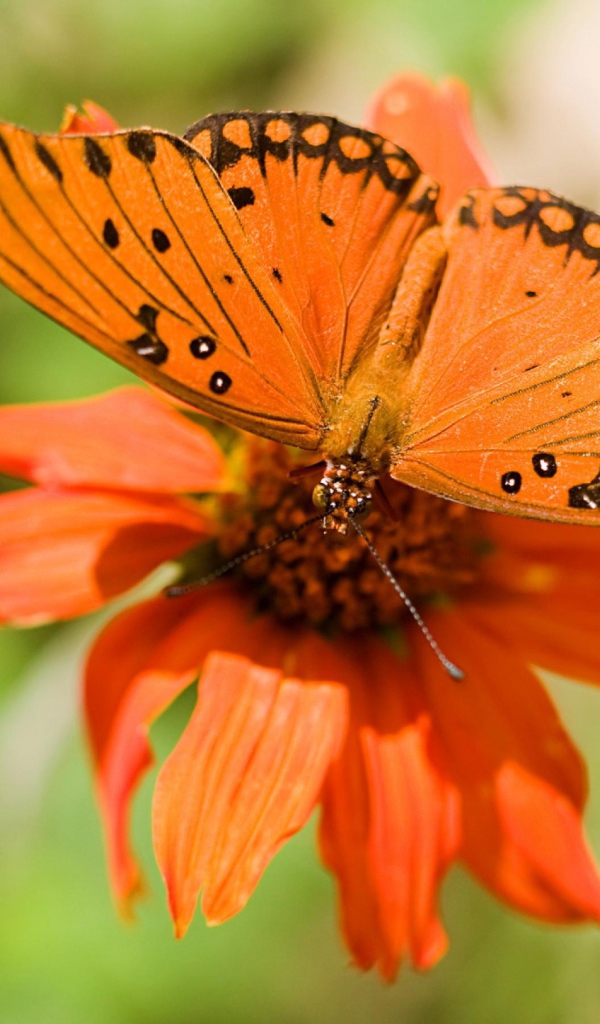 Бабочка и цветок