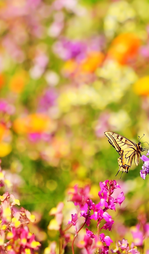 Бабочка и цветы