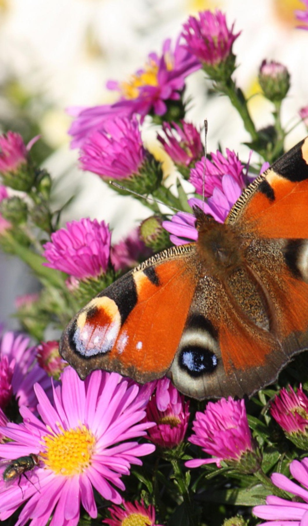 Бабочка и розовые цветы