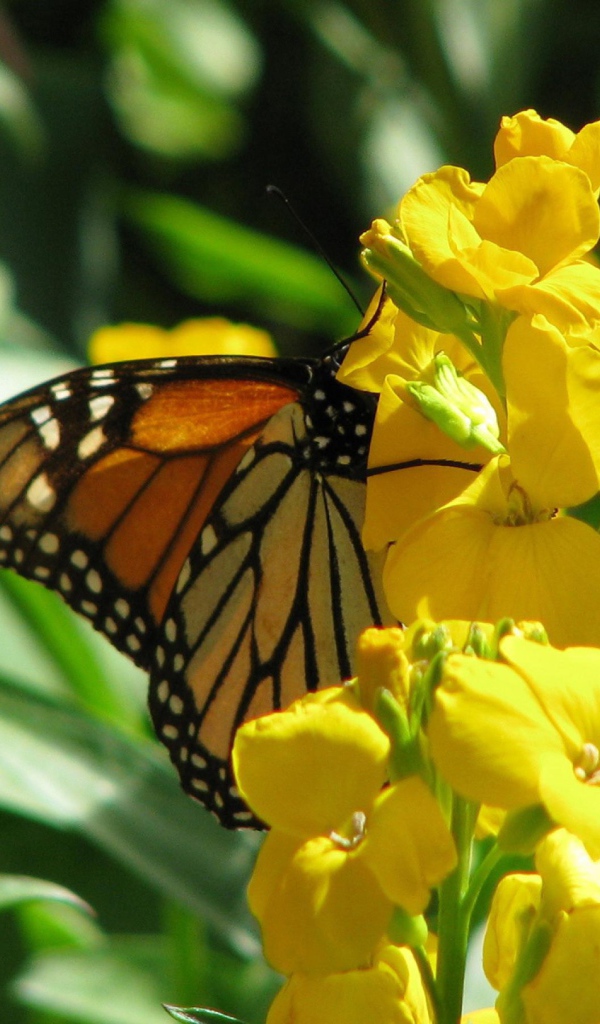 Бабочка и желтые цветы