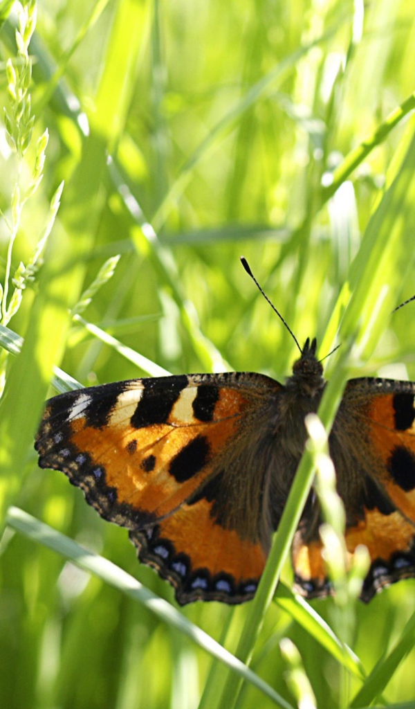 Бабочка в траве