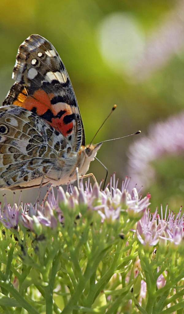 Бабочка на поле