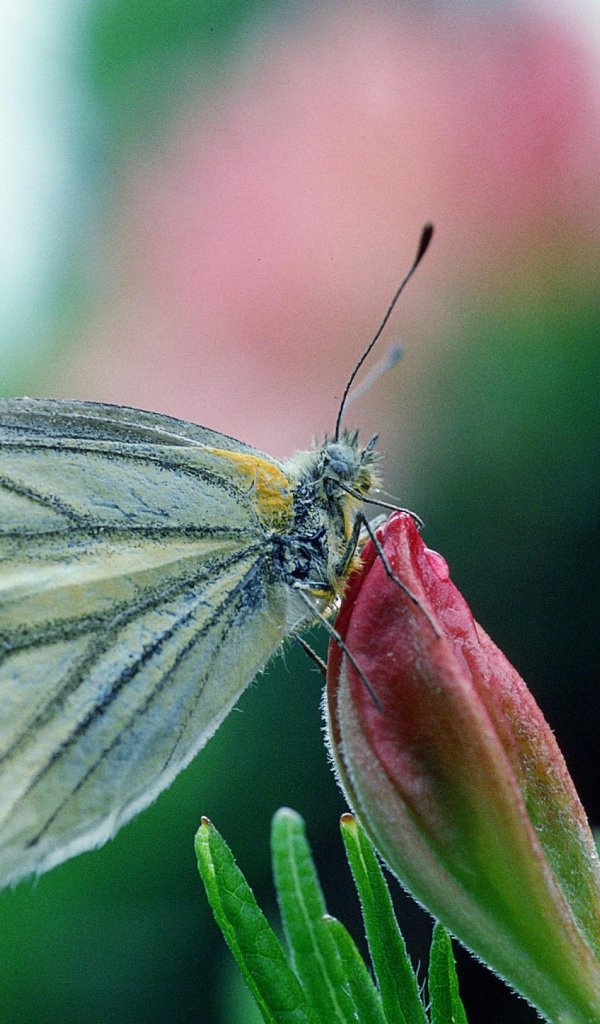 Бабочка у цветка