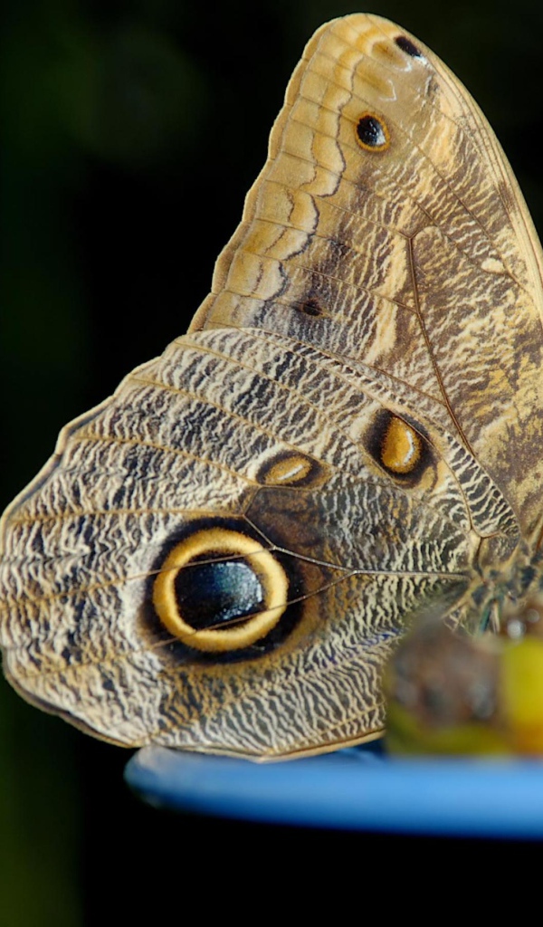 Бабочка с глазом