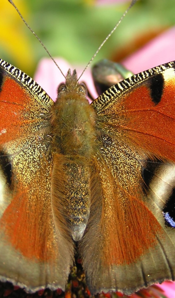 Летящая бабочка