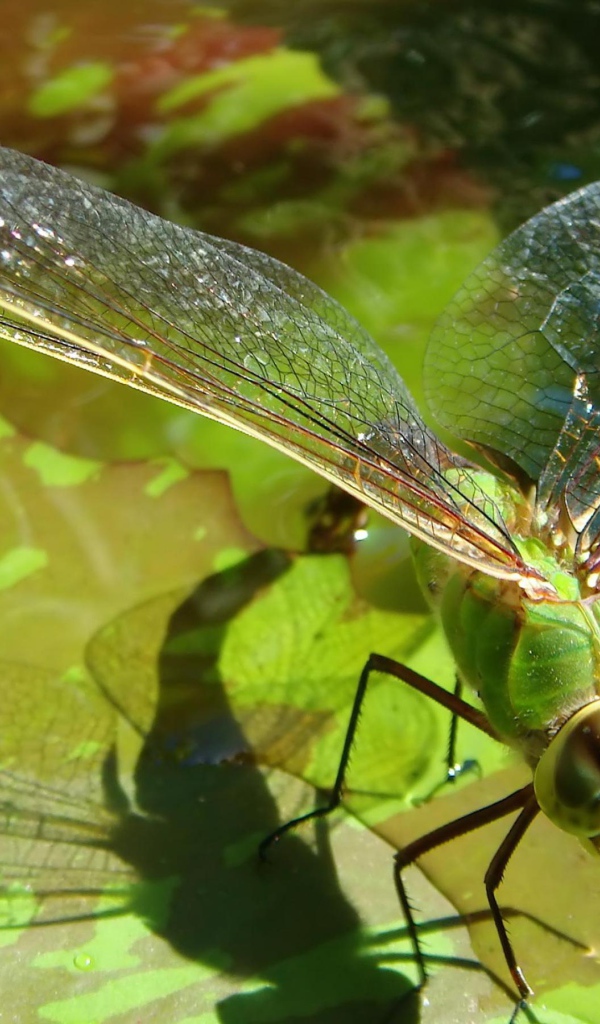 Полет стрекозы