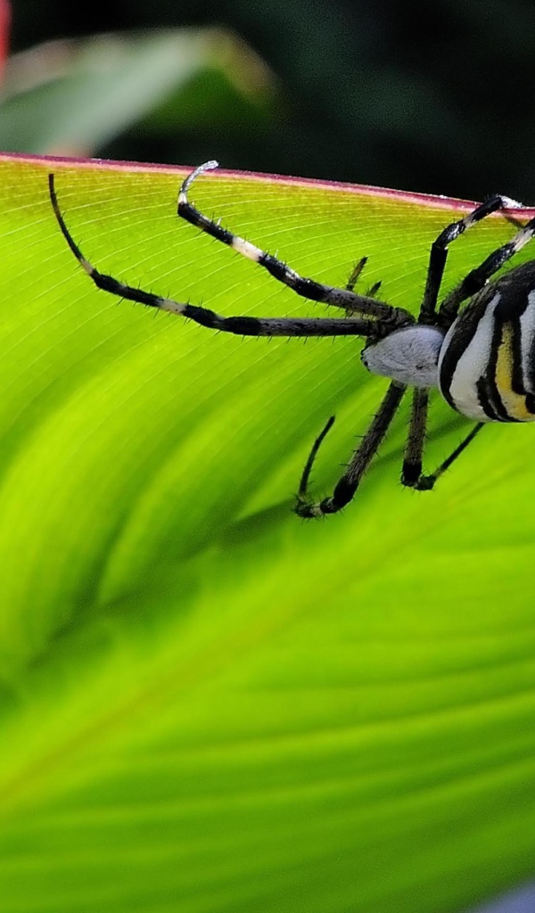 Паук на листке