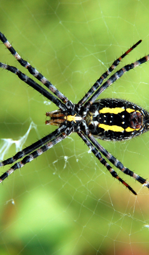 Паук на паутине