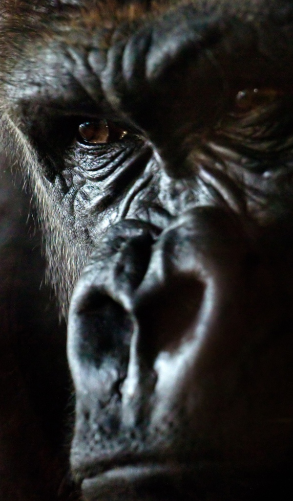 Angry gorilla