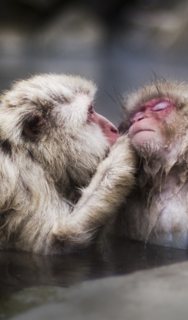 Целующие обезьяны