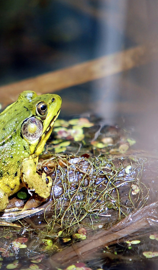 Лягушка на болоте
