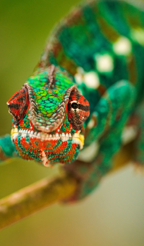 Зеленый хамелеон