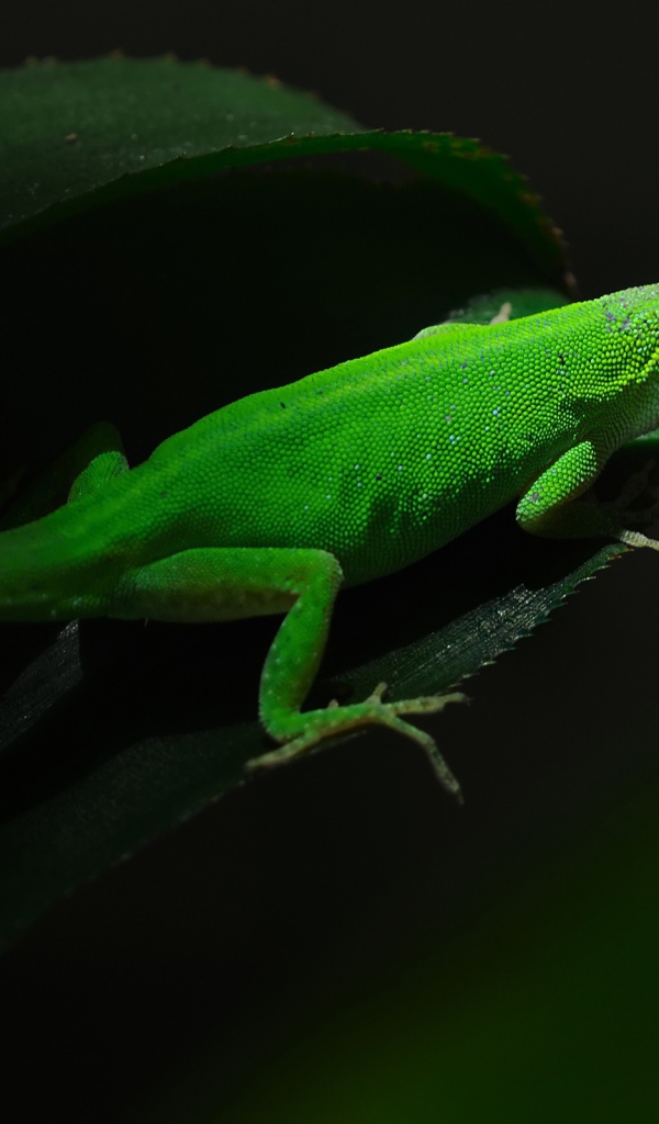 Зеленная ящерица