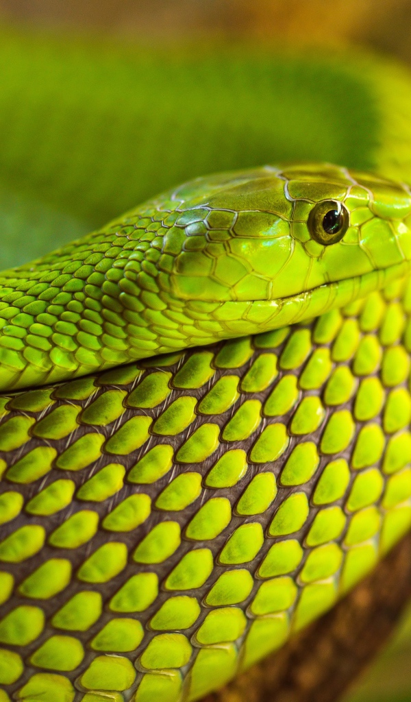 Зеленая змея на дереве 