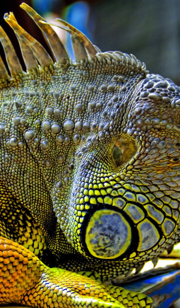 Игуана из Малайзии